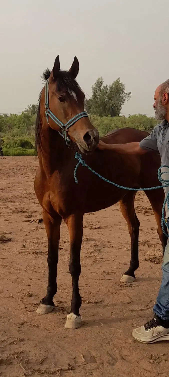 اسب|اسب و تجهیزات اسبسواری|باوی, |دیوار