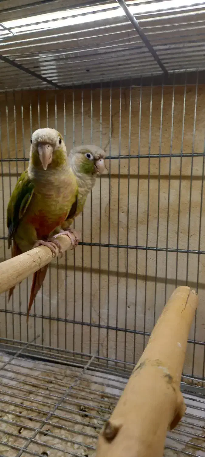 گرینچیک نر|پرنده|تبریز, |دیوار