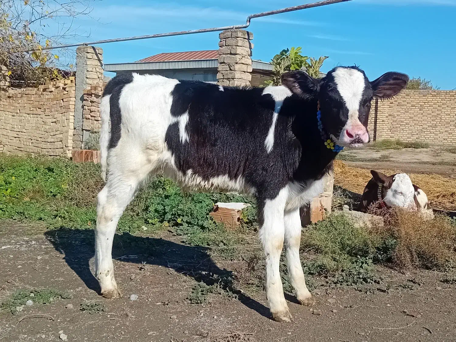 گوساله هلشتاین نر جنس صنعتی خوراک خور کلفت گاو|حیوانات مزرعه|آق قلا, |دیوار