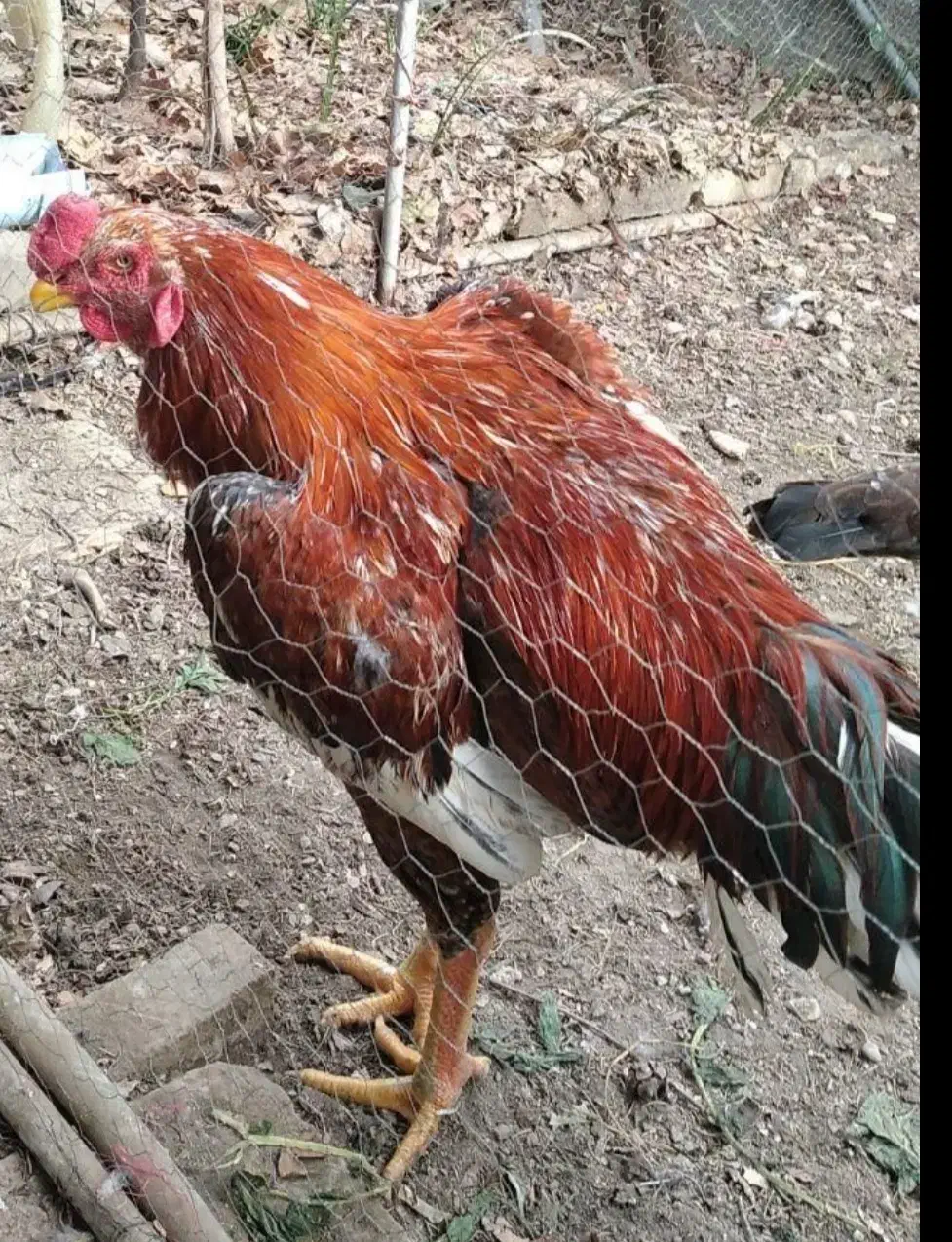 جوجه لاری خروس و مرغ لاری تخم مرغ نطفه دار لاری|حیوانات مزرعه|کرج, کیانمهر|دیوار