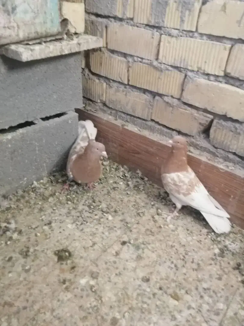 جفت کله زردزات قدیم|پرنده|سیدان, |دیوار