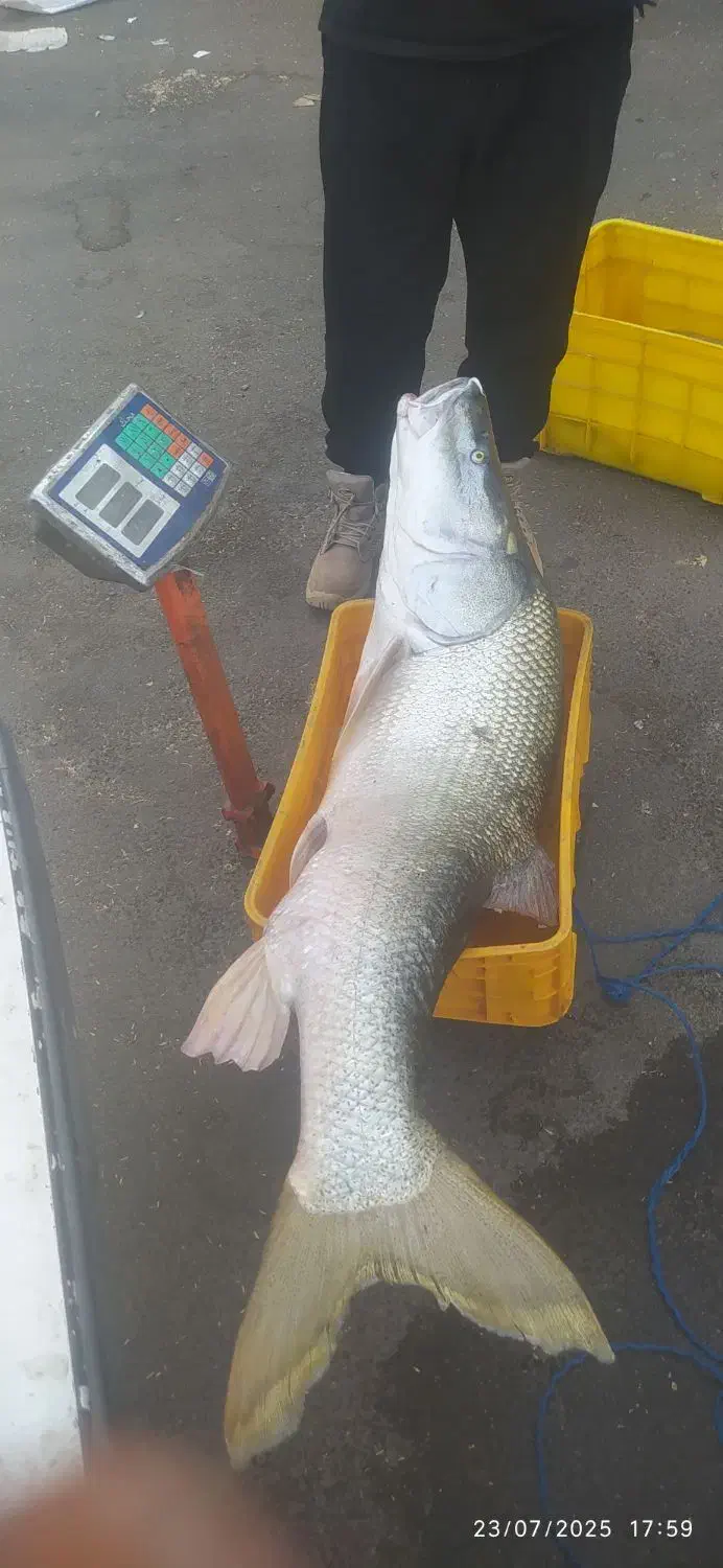 ماهی|ماهی|شوشتر, |دیوار