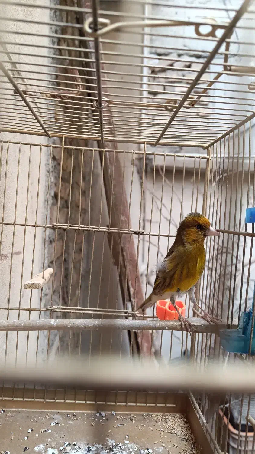 سهره قناری نر|پرنده|بهارستان, |دیوار