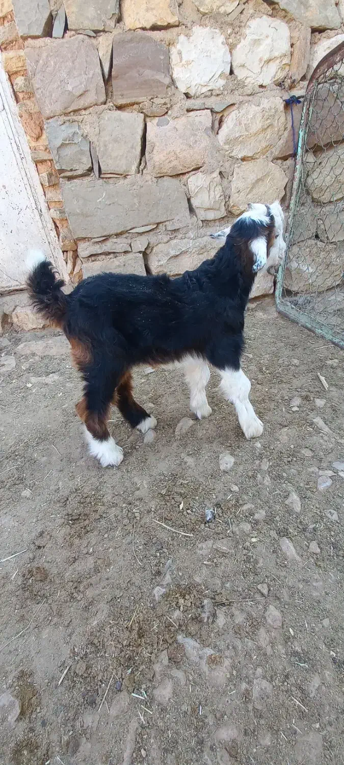 بز وبیگ|حیوانات مزرعه|اندیکا, |دیوار