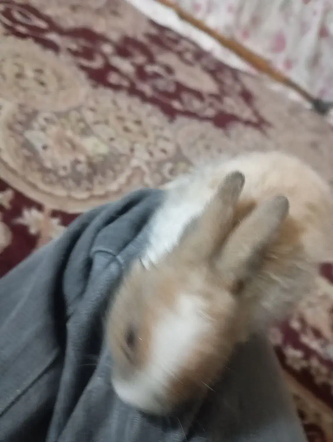 خرگوش بامزه|موش و خرگوش|بندر کنگان, |دیوار