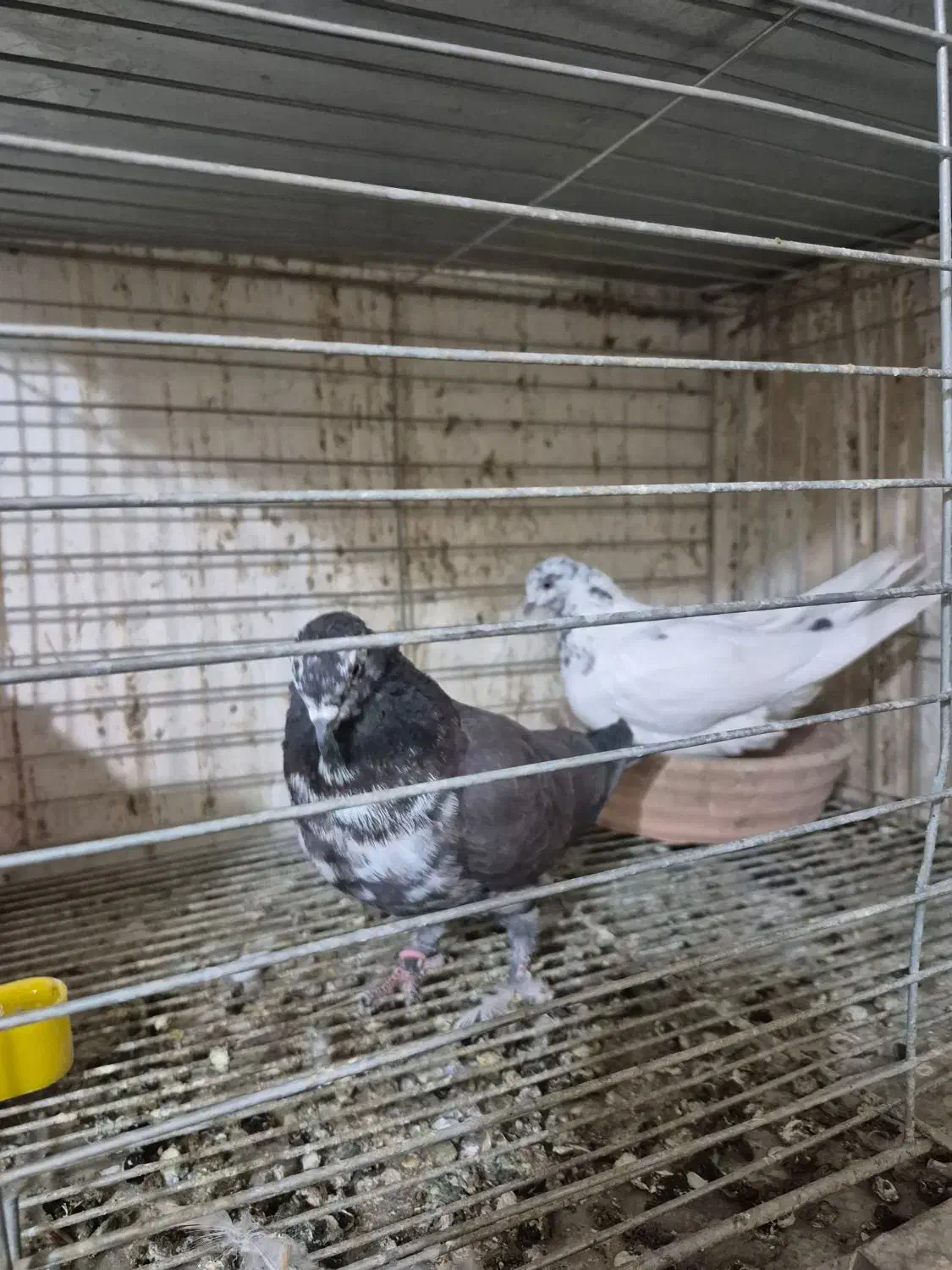 ۳ جفت پرشی|پرنده|شاهین‌شهر, حافظ شمالی|دیوار