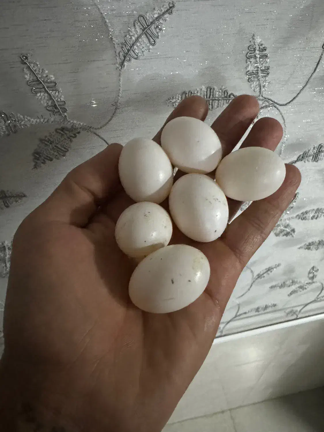 تخم کفتر|لوازم جانبی حیوانات|قدس, شهر‌قدس|دیوار