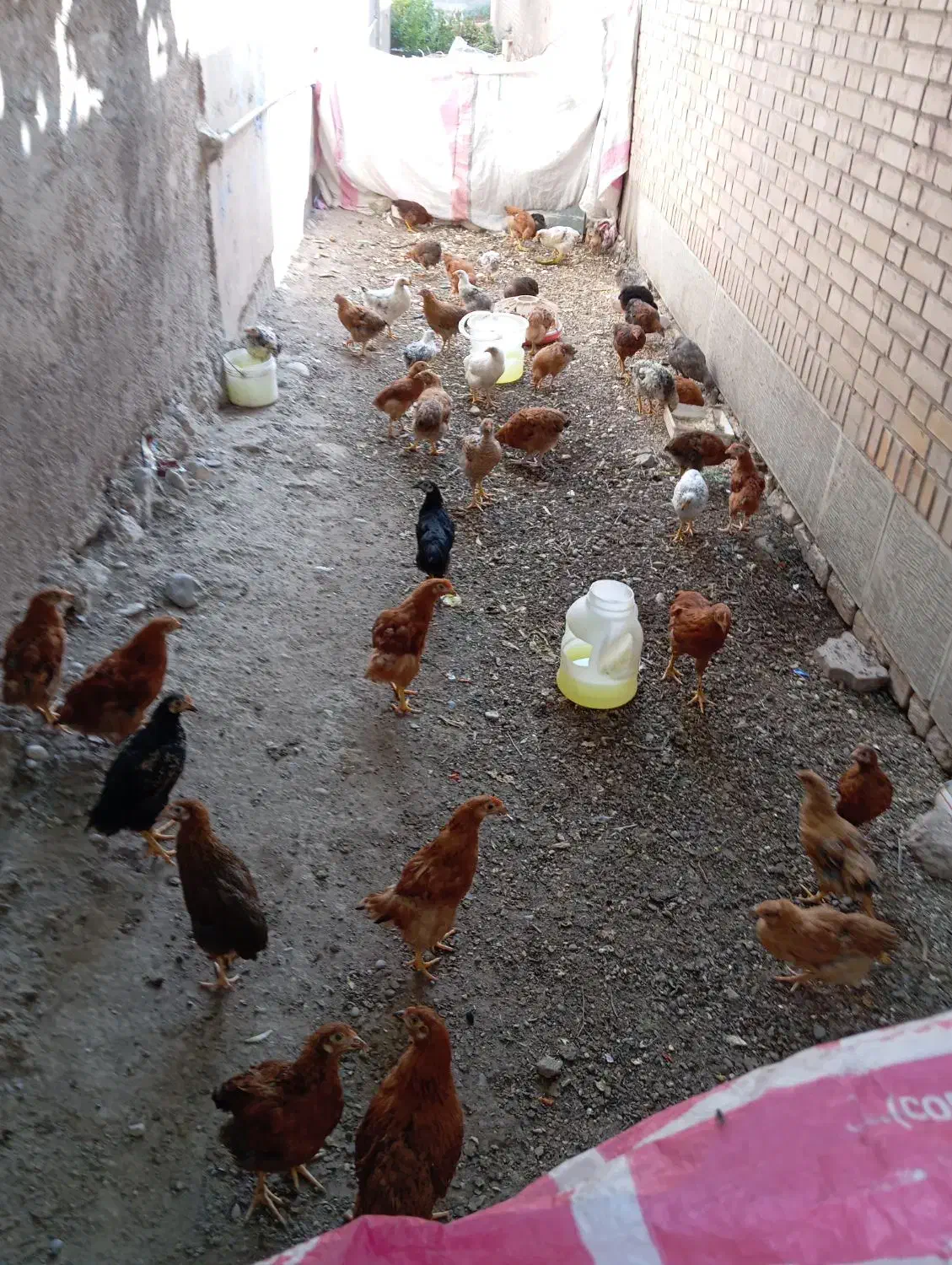 مرغ و خروس محلی|حیوانات مزرعه|دره شهر, |دیوار