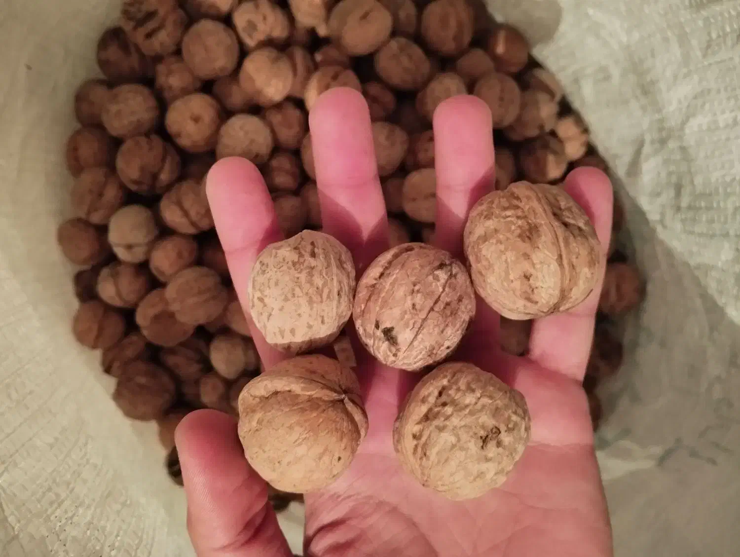 گردو|خوردنی و آشامیدنی|قشلاق دشت, |دیوار