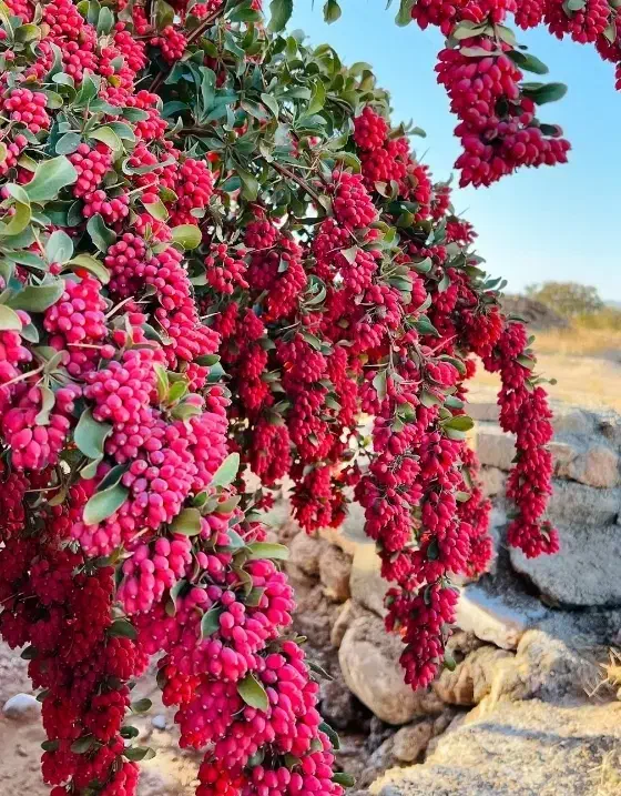 فروش نهال زرشک ۲ساله و ۳ساله|خدمات باغبانی و درختکاری|قائن, |دیوار