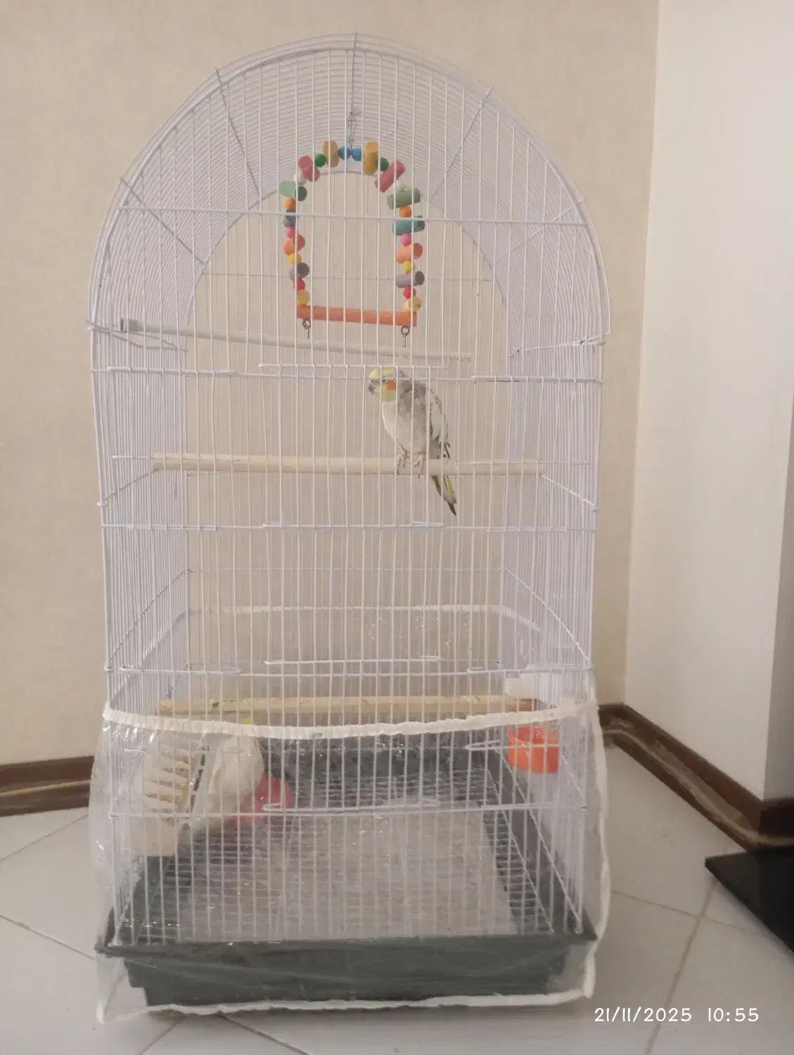 عروس هلندی سالم دستی|پرنده|طرقبه, |دیوار