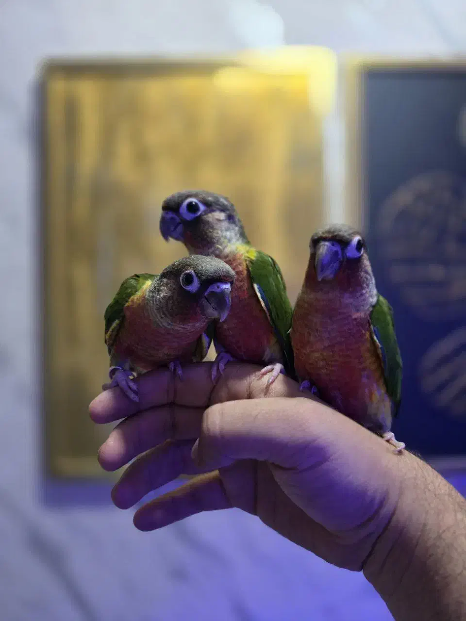 زنجان طوطی|پرنده|زنجان, |دیوار