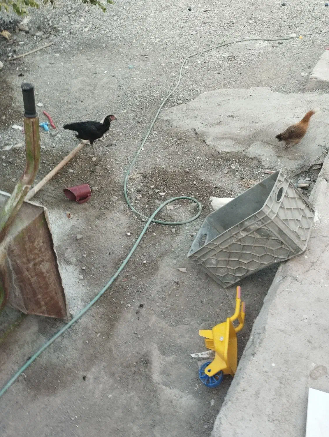 مرغ|حیوانات مزرعه|میناب, |دیوار