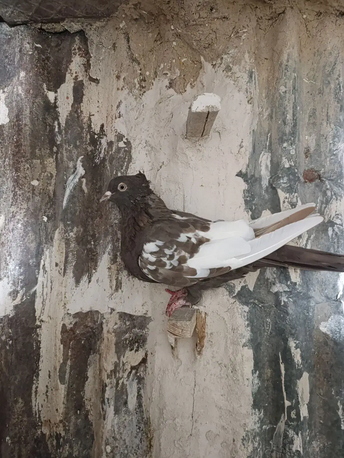 سینه ماده|پرنده|مرودشت, رامجرد یک|دیوار