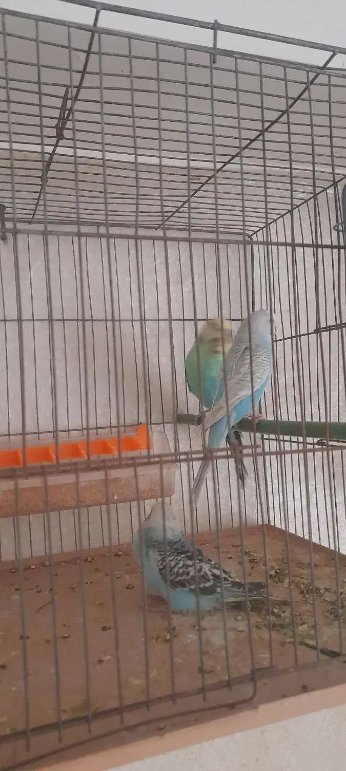 مرغ عشق|پرنده|اردبیل, |دیوار