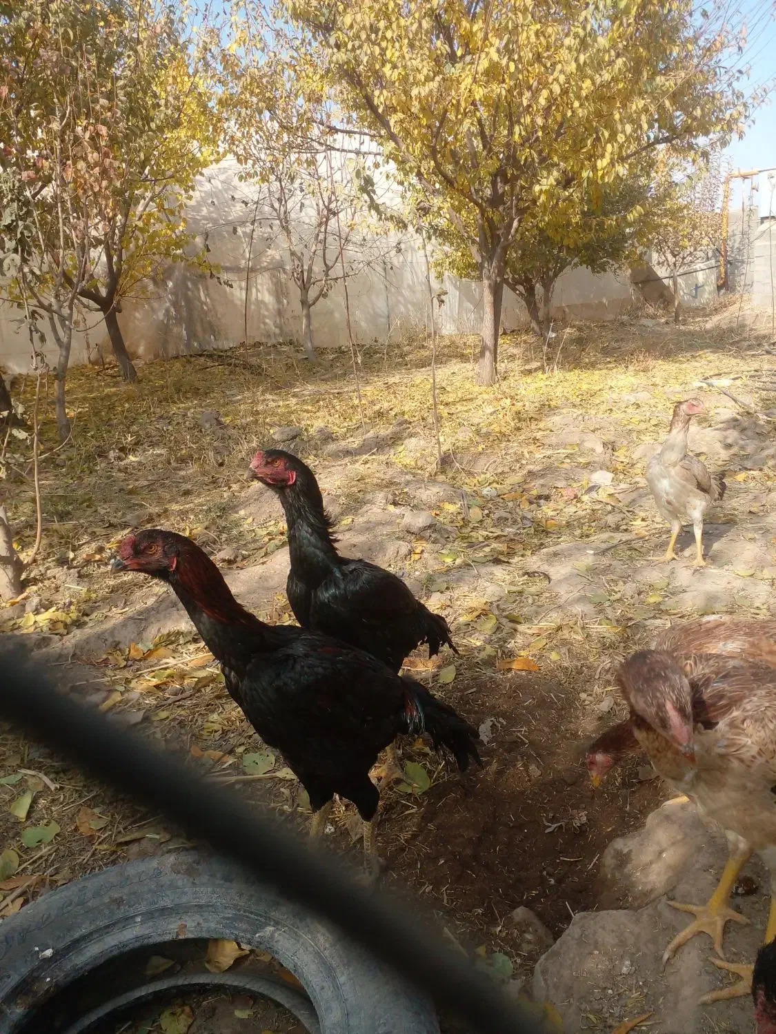 سلام  ۷ عدد جوجه اوشامو|حیوانات مزرعه|طرقبه, |دیوار