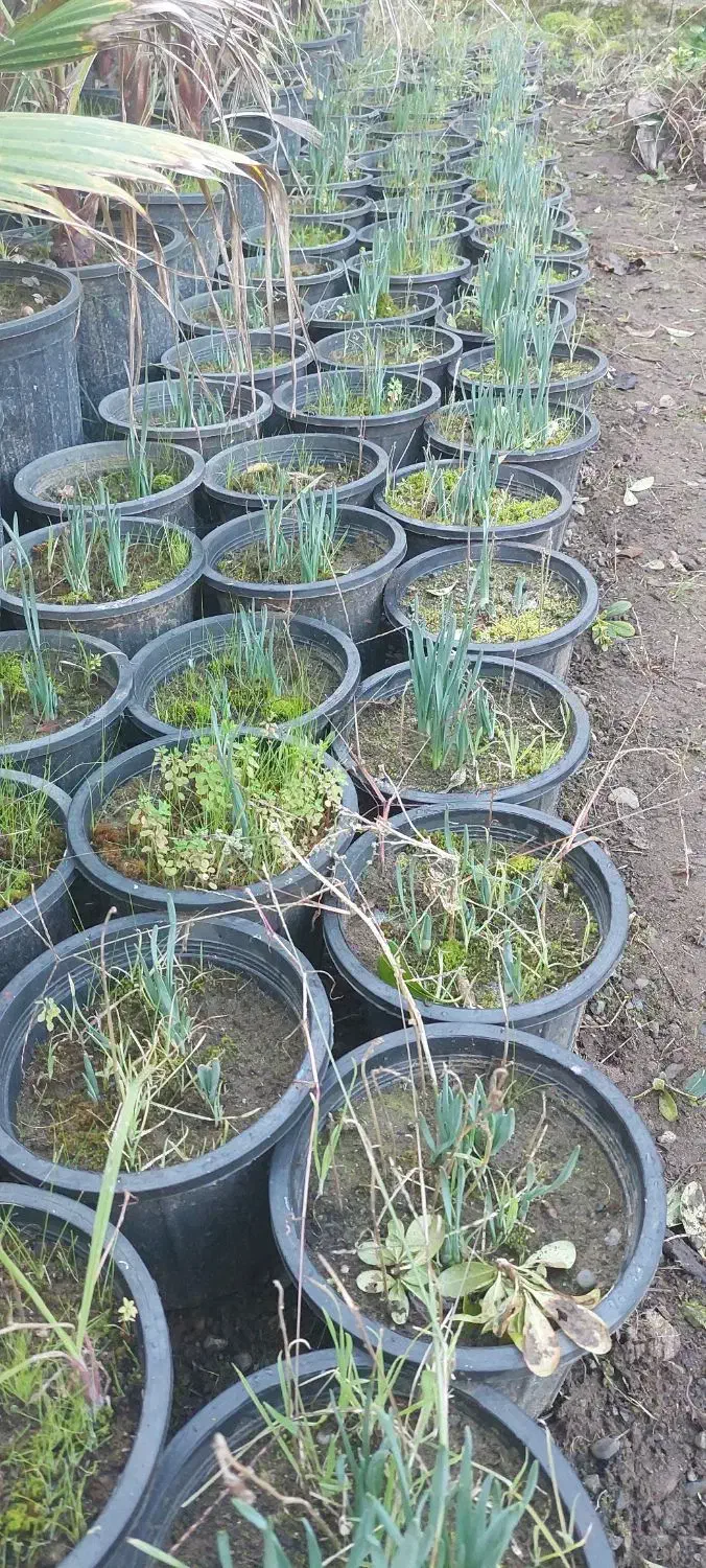 گل نرگس|گل و گیاه طبیعی|کلاچای, |دیوار