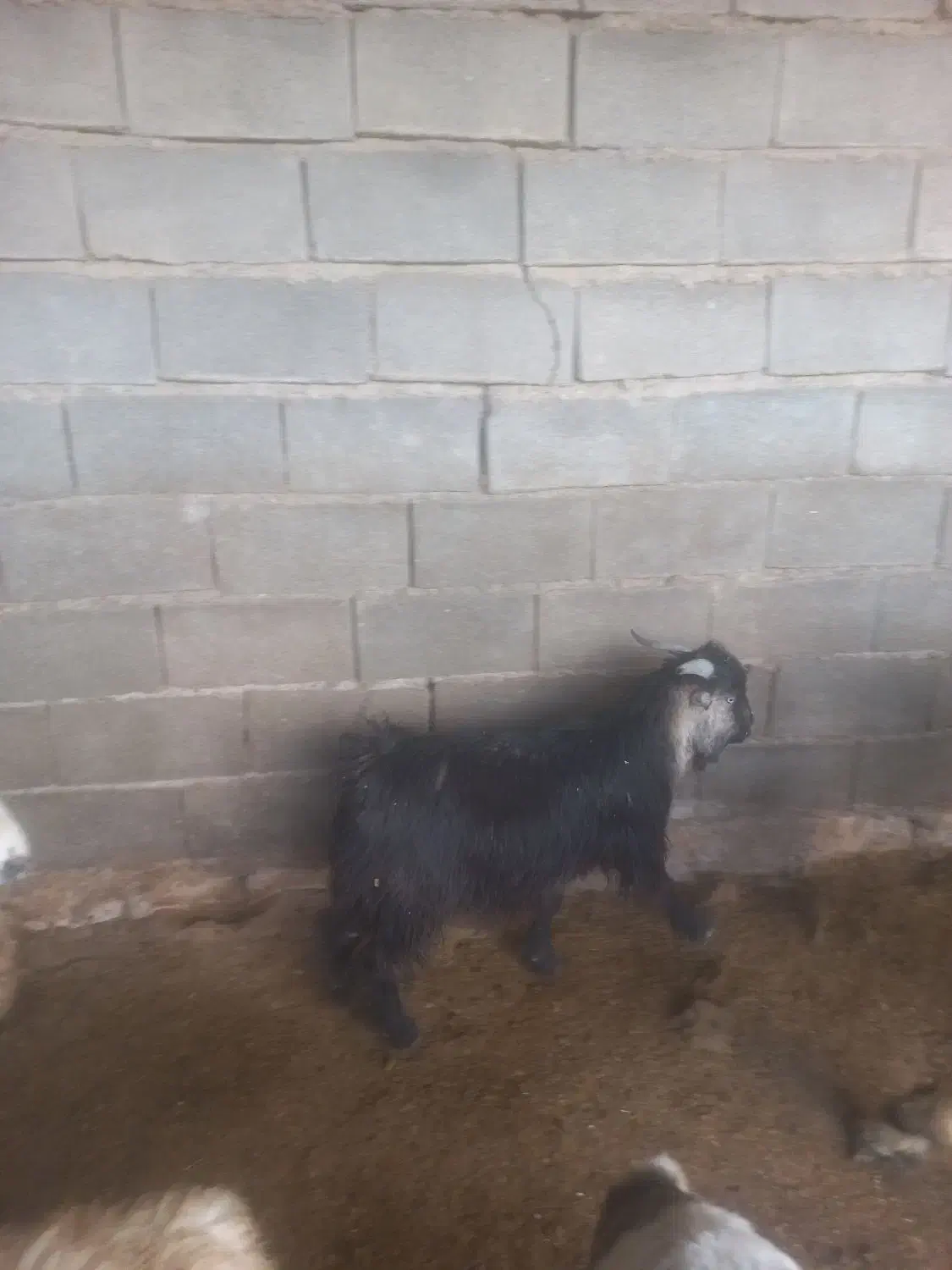 دوتا بیگ|حیوانات مزرعه|شوشتر, |دیوار