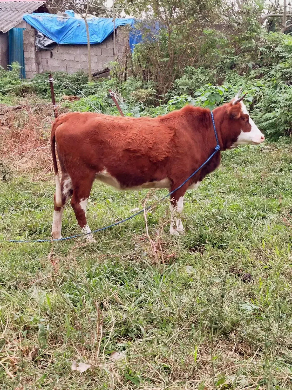 فروش گاو آبستن و ورزاکوله|حیوانات مزرعه|تولم شهر, |دیوار