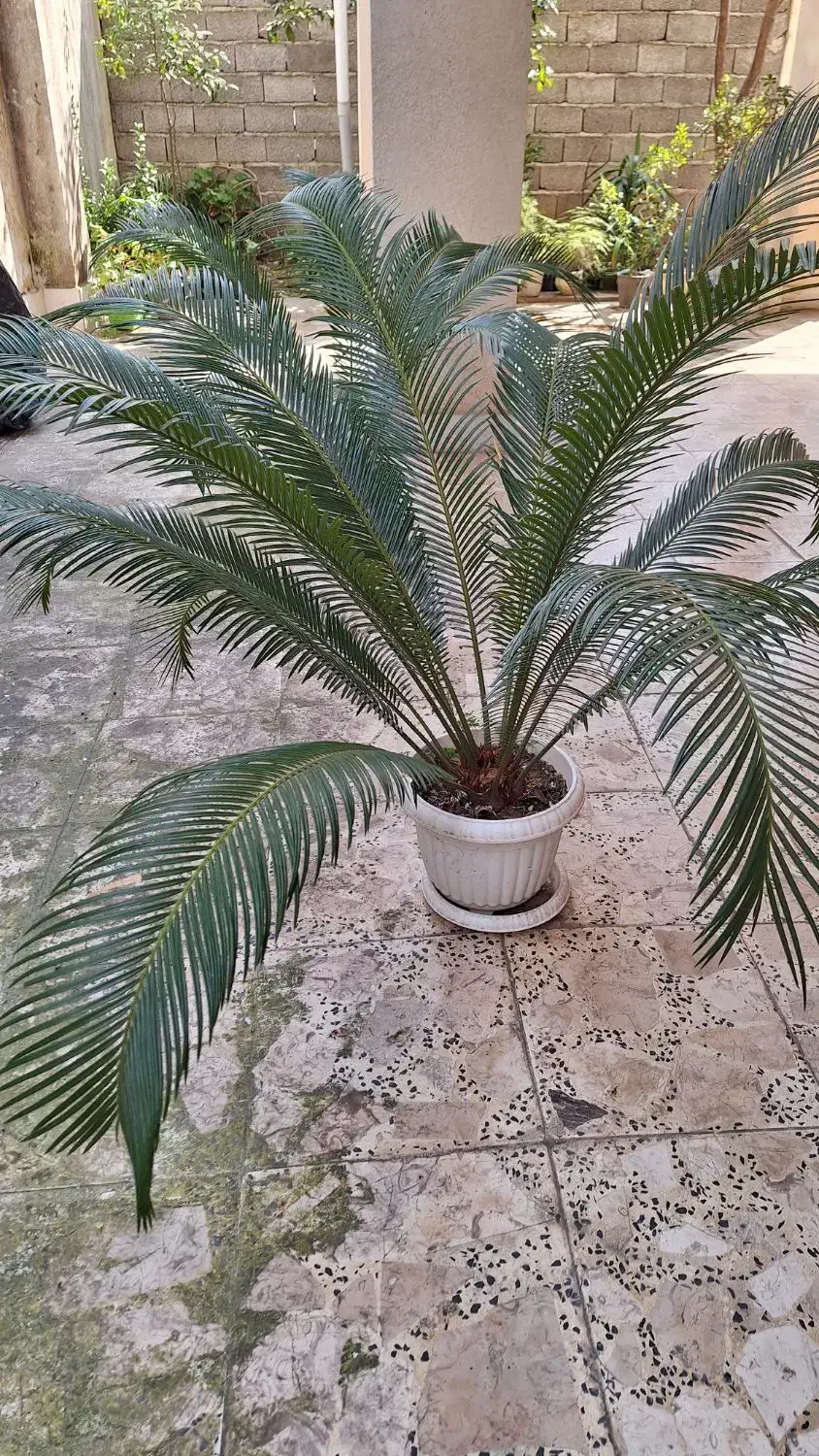 گلهای طبیعی|گل و گیاه طبیعی|لاهیجان, مهرگان|دیوار