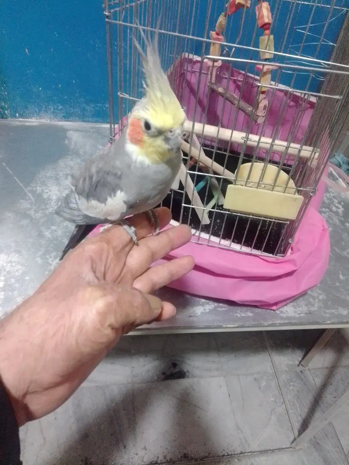 عروس هلندی|پرنده|مشکیندشت, |دیوار