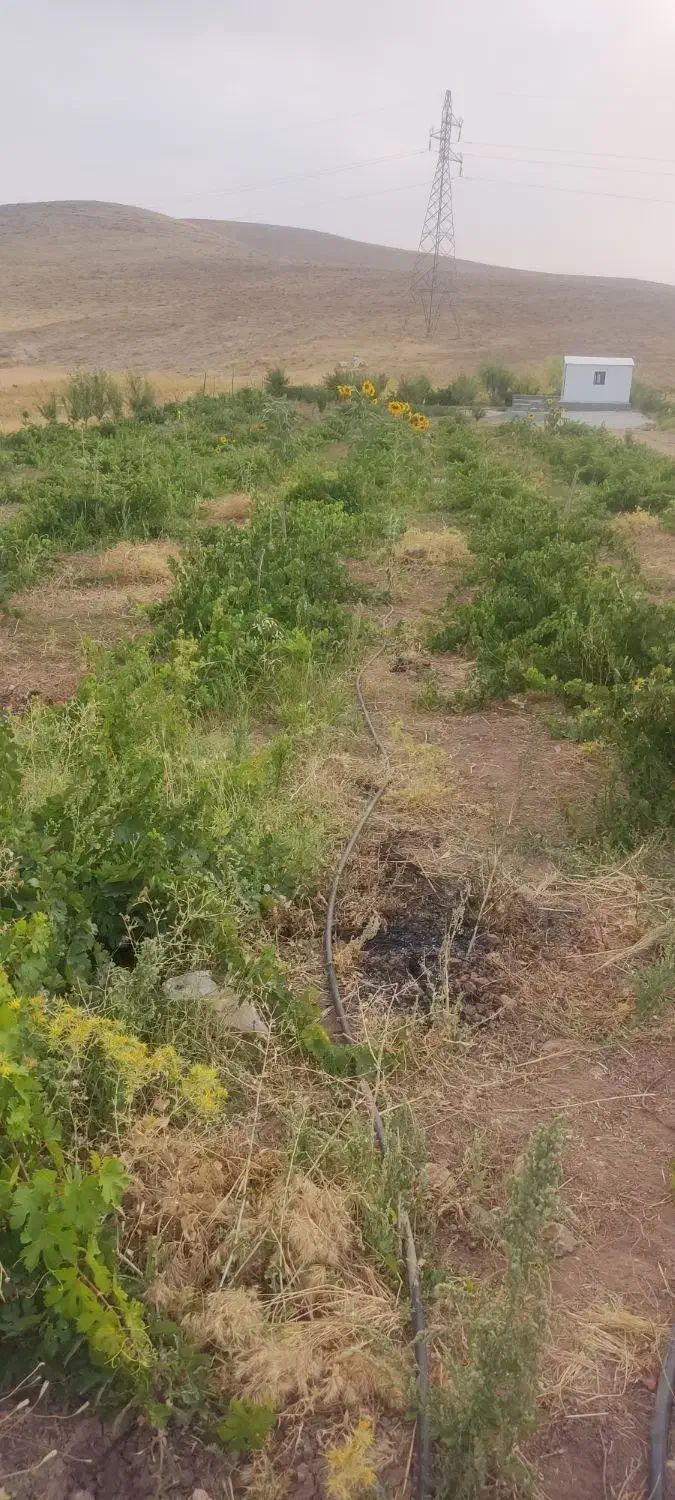 باغ 3010 متری جاده عمرل سند تک برگ|فروش دفتر صنعتی، کشاورزی، تجاری|کرمانشاه, |دیوار