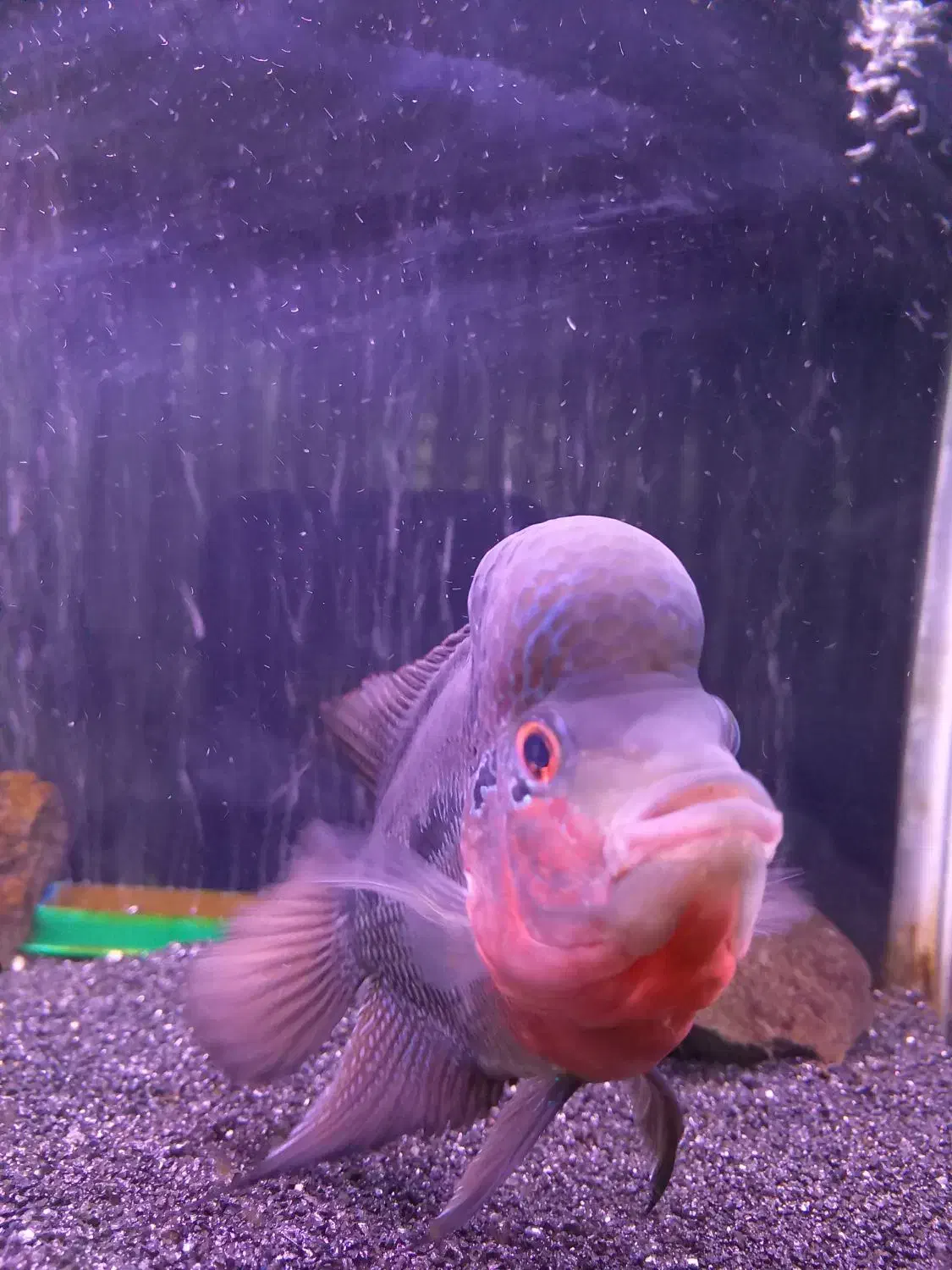 ماهی فلاور خاص و تک|ماهی|قم, شاه ابراهیم|دیوار