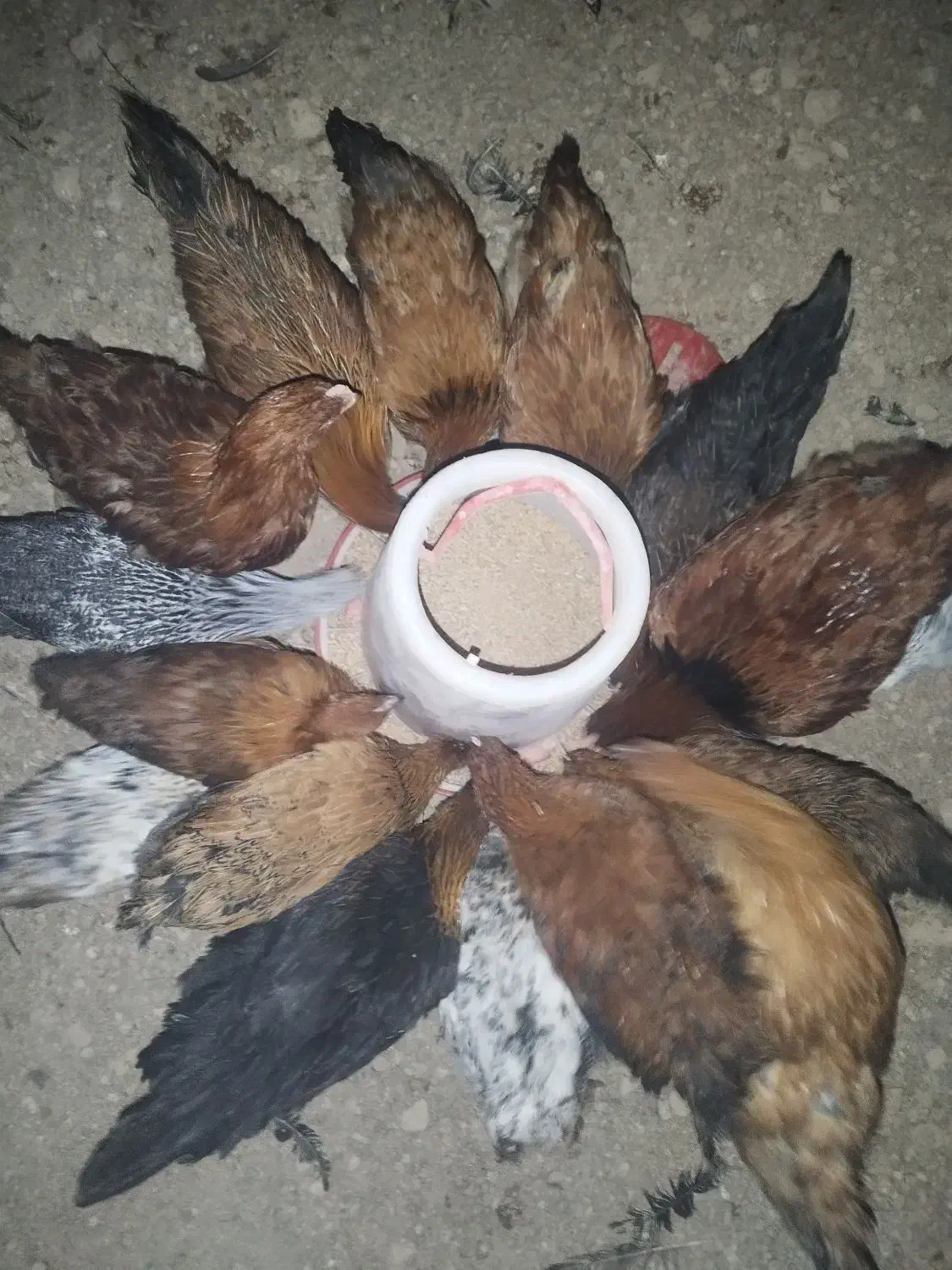 جوجه مرغ 5ماهه|حیوانات مزرعه|شاهینشهر, شهرک میلاد|دیوار