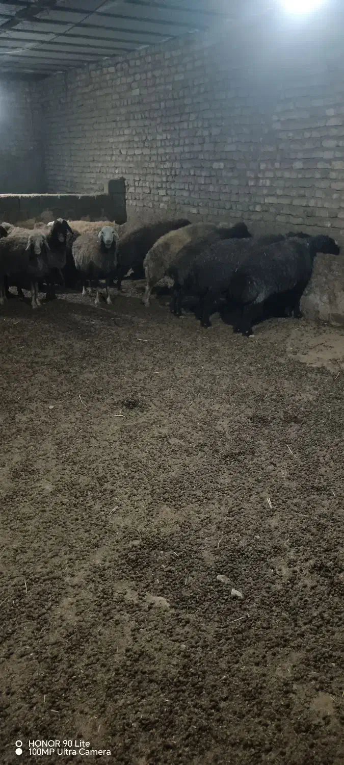 گوسفند داشتی|حیوانات مزرعه|خوانسار, |دیوار