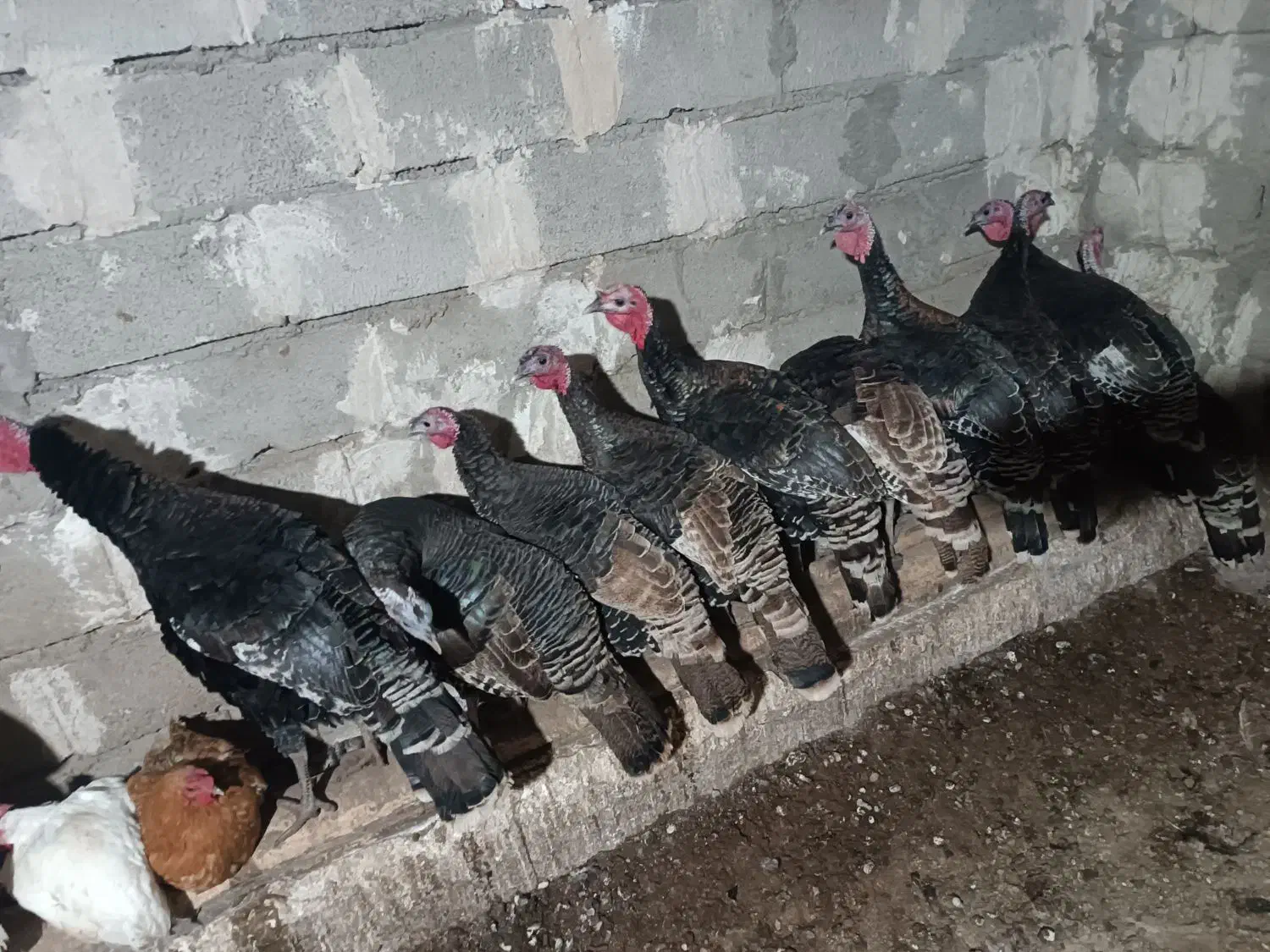 بوقلمون طبیعی و اصل روستا|حیوانات مزرعه|مرادلو, |دیوار