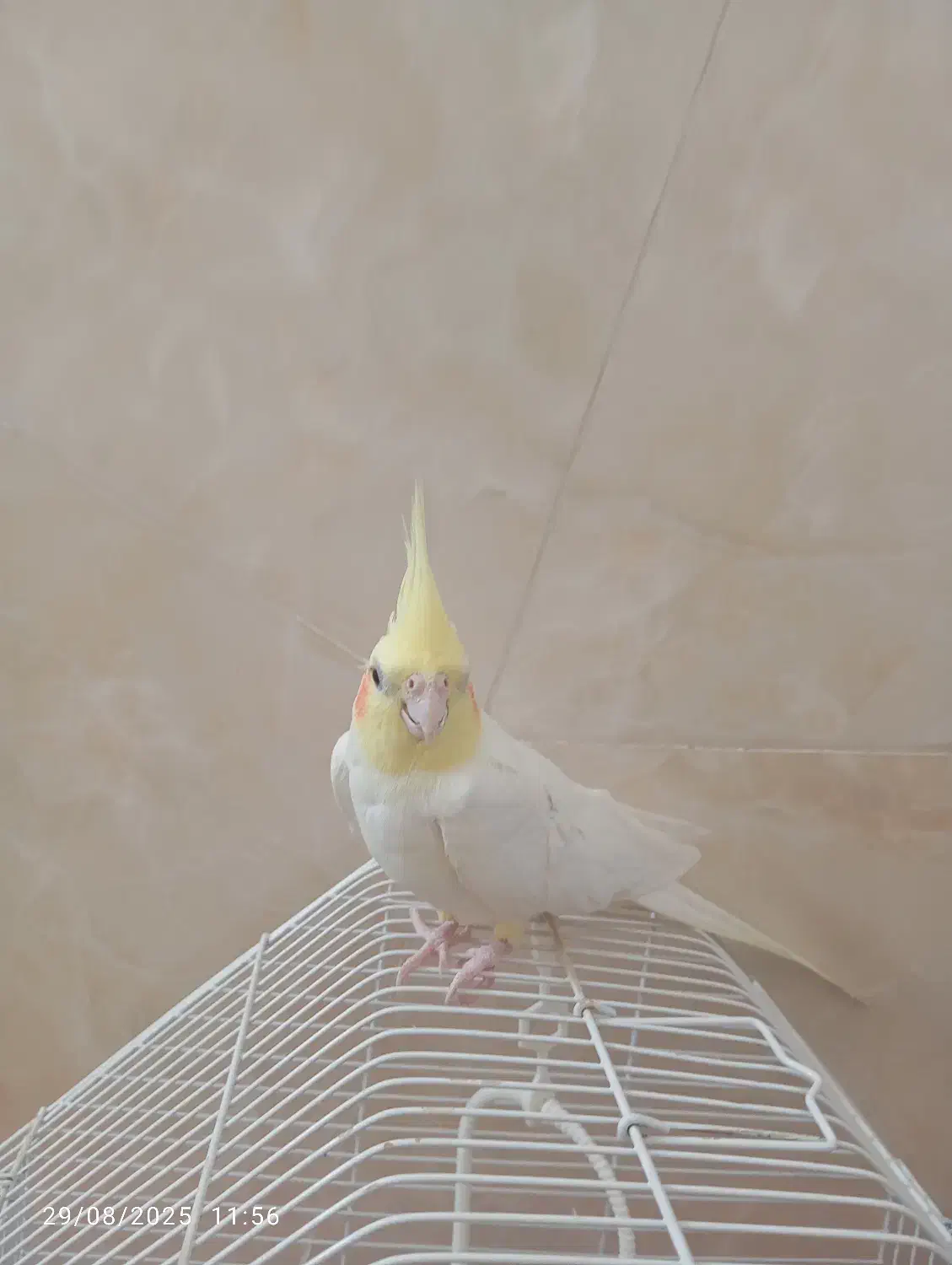 عروس هلندی|پرنده|قم, یزدان‌شهر|دیوار