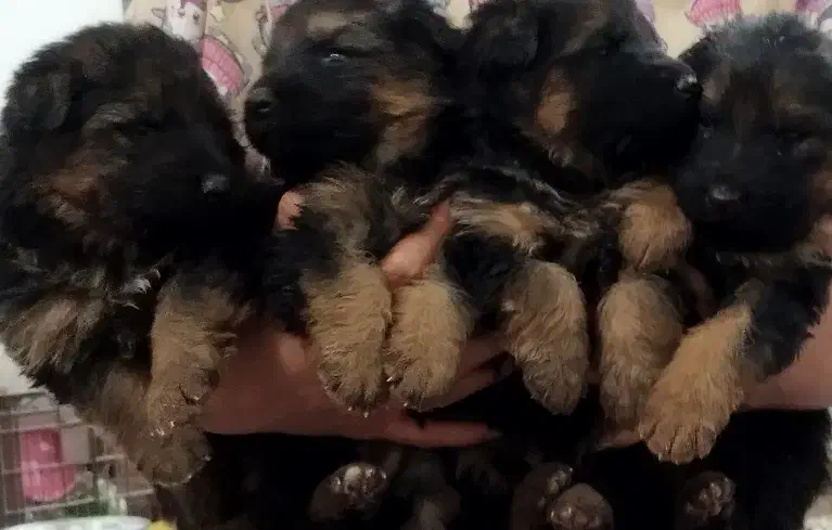 توله ژرمن|سگ|کرمان, |دیوار