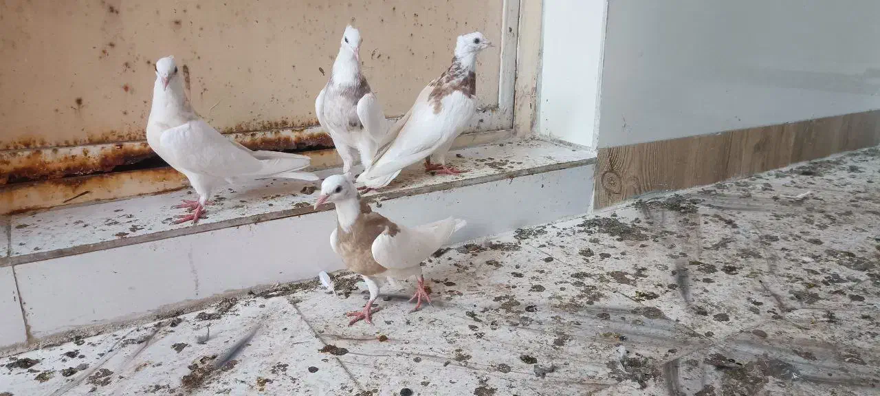 ۴ عدد طوقی|پرنده|شادگان, |دیوار