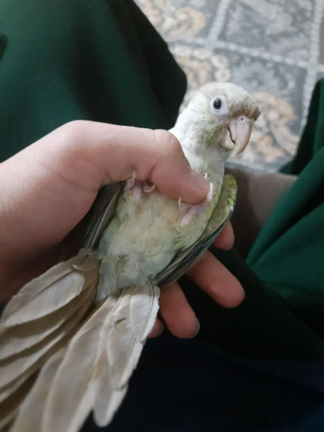 طوطی گرینچیک پایین اپل|پرنده|نجف‌آباد, الله اکبر|دیوار