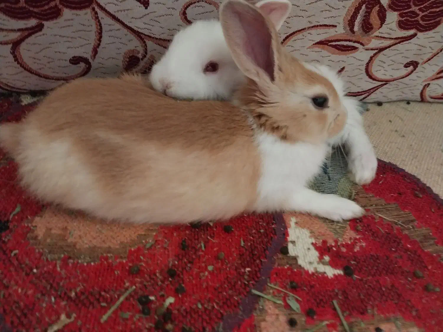 خرگوش|موش و خرگوش|کرمانشاه, |دیوار