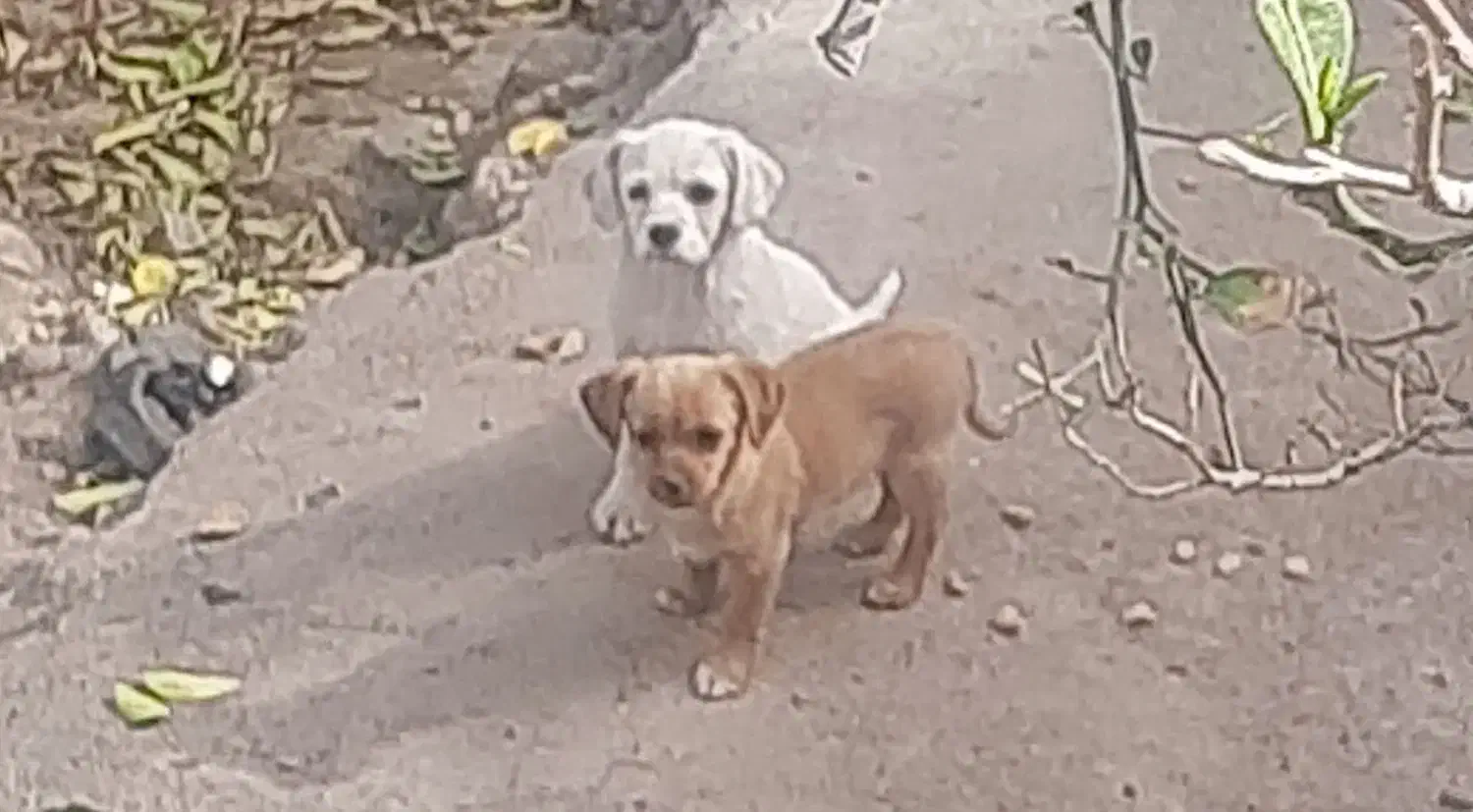 سگ پاکوتاه|سگ|بم, |دیوار