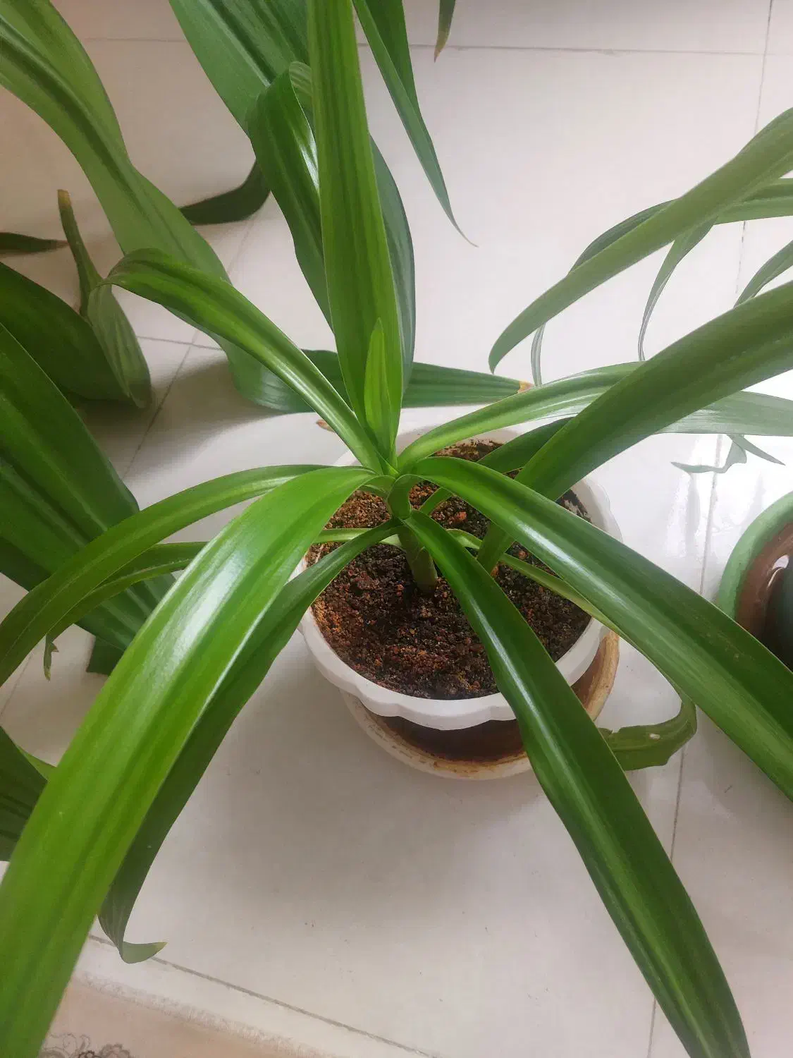 فروش گل اشکه ملکه|گل و گیاه طبیعی|اصفهان, بهارستان|دیوار