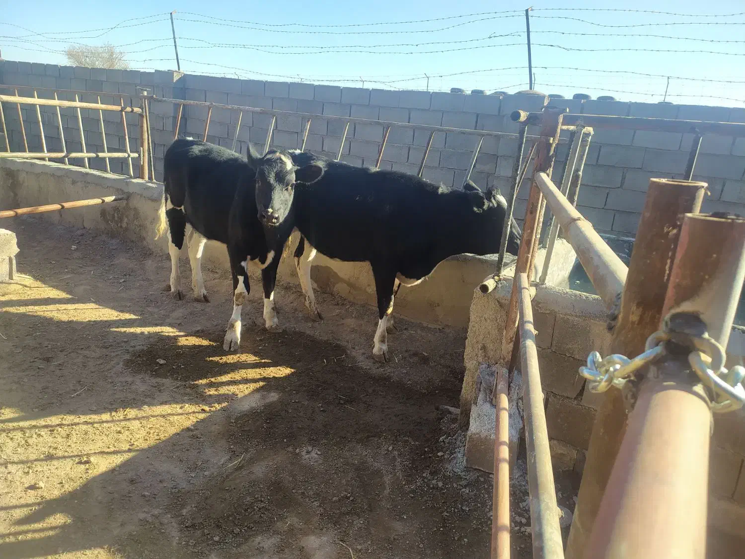 تلیسه گاو آبستن گوساله نر وماده|حیوانات مزرعه|تربت جام, میان جام|دیوار