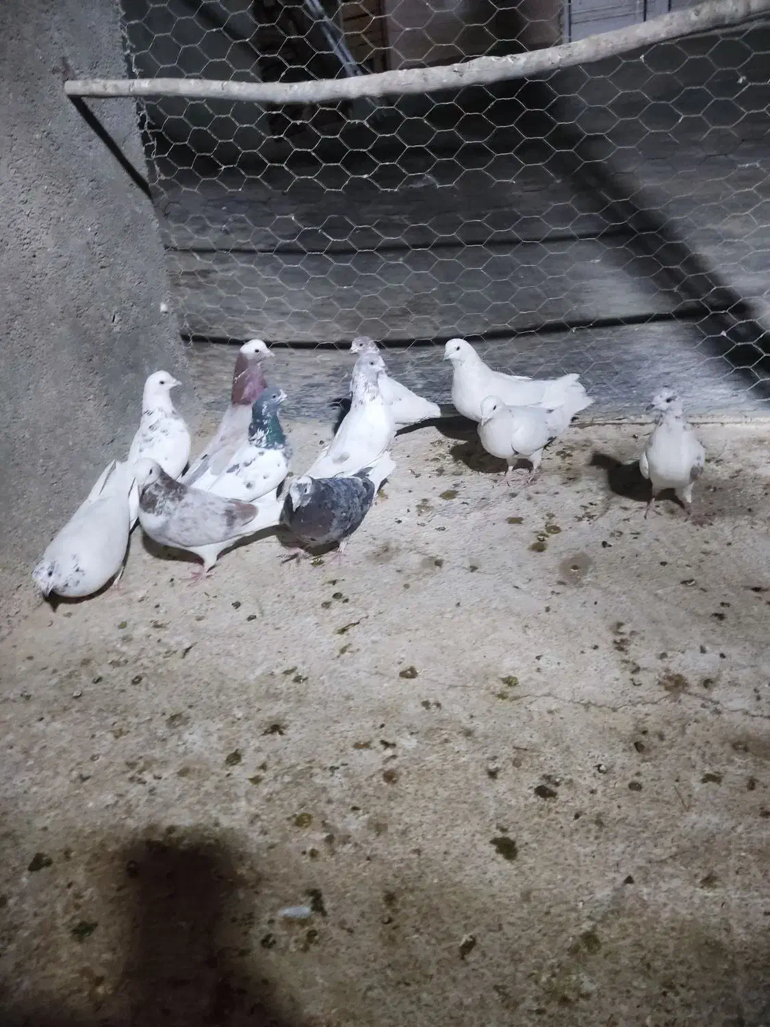 کفترپرشتی|پرنده|ملایر, |دیوار