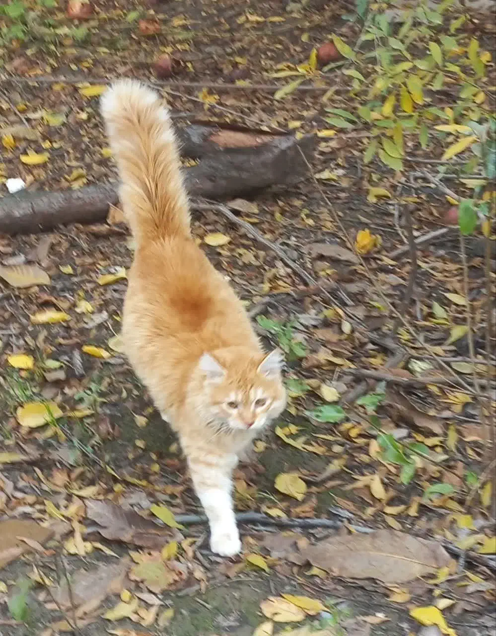 گربه پرشین|گربه|گرگان, |دیوار