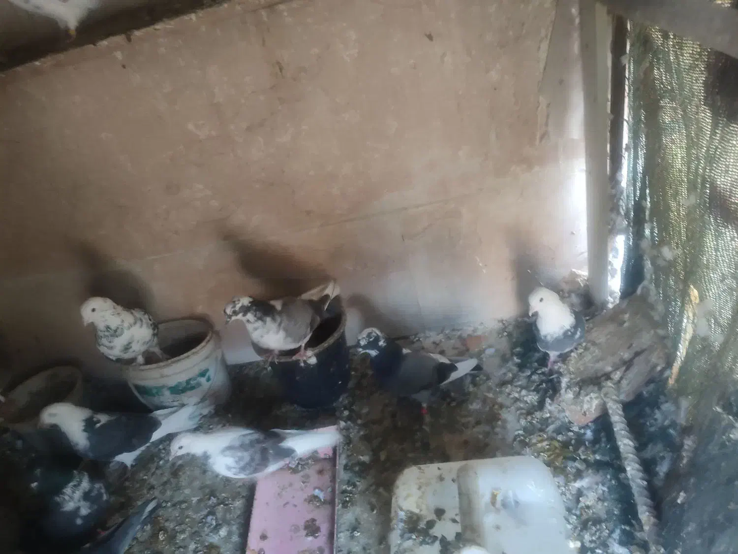 کبوتر پرشی|پرنده|شهریار, رضی آباد پایین|دیوار