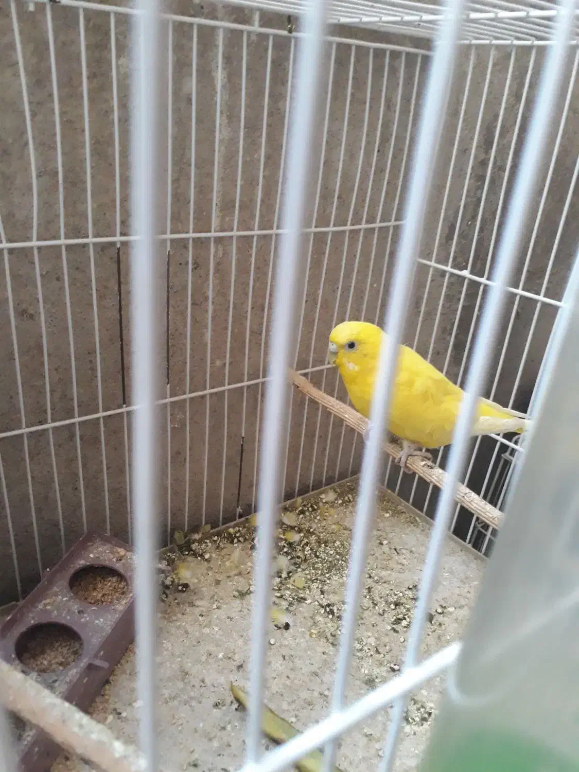 فروش فوری مرغ عشق|پرنده|دوگنبدان, |دیوار