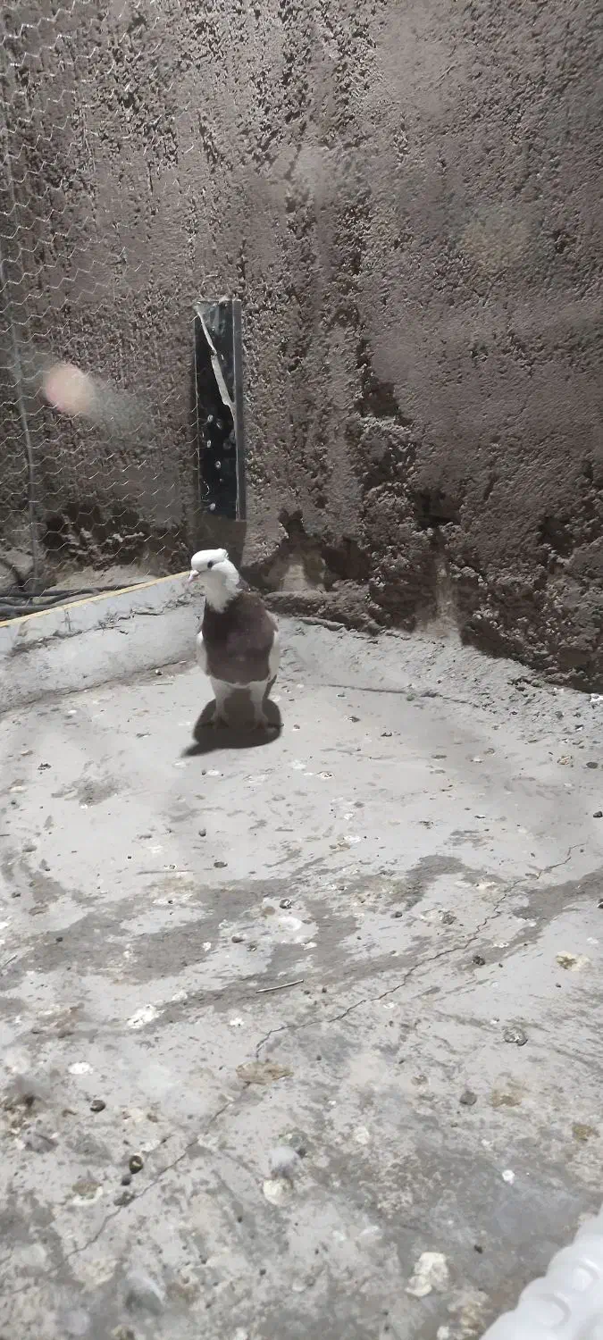 طوق پشدارنر کلاهی پلاکی نر|پرنده|بم, |دیوار