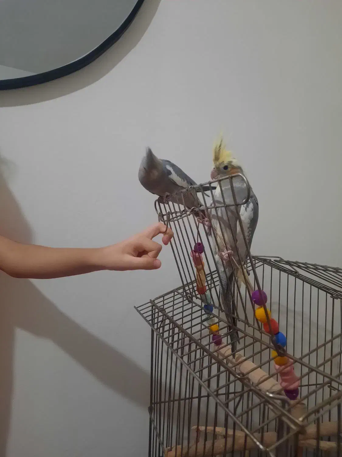 دو عدد عروس هلندی با قفس|پرنده|بومهن, |دیوار