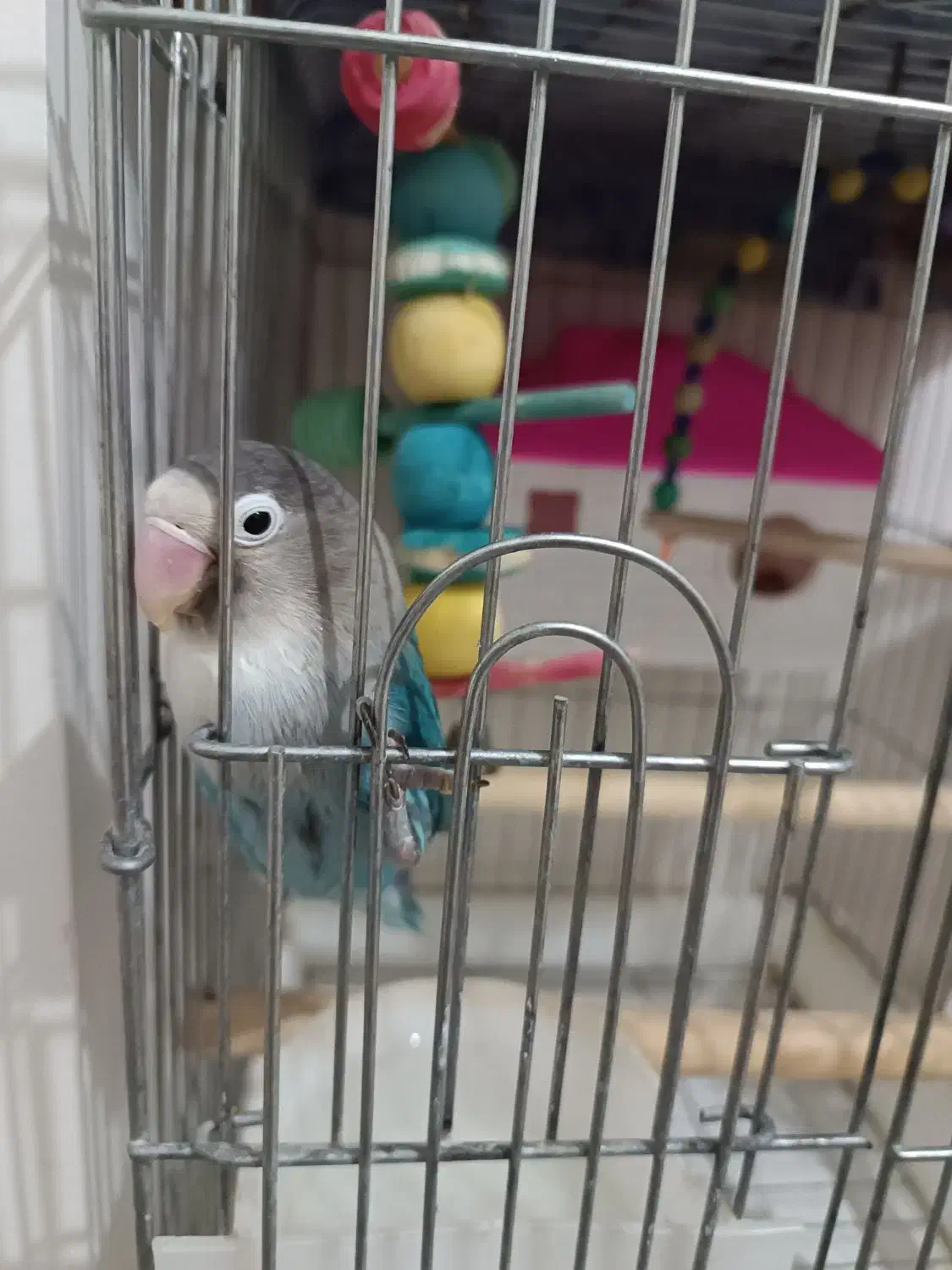 طوطی برزیلی|پرنده|فردیس, قریشی|دیوار