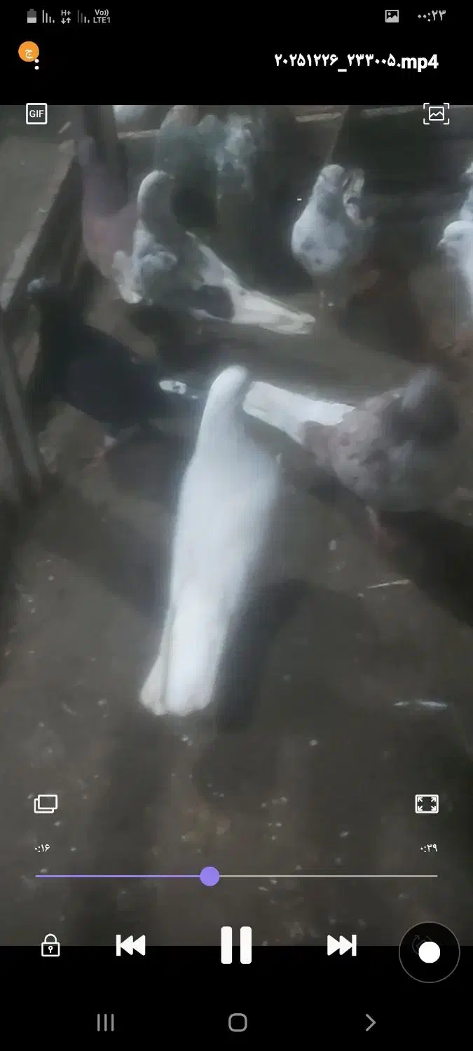 کبوتر|پرنده|بندر انزلی, پیل علی باغ|دیوار