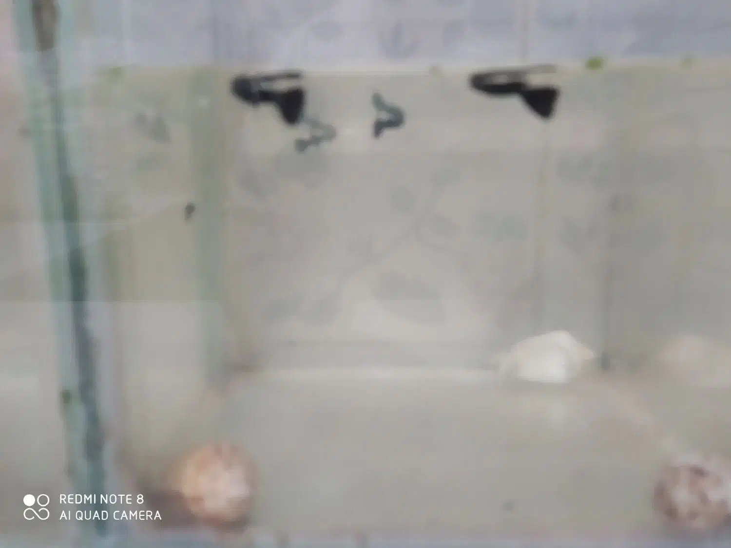 فروش ماهی های زیبا|ماهی|خرمدره, |دیوار