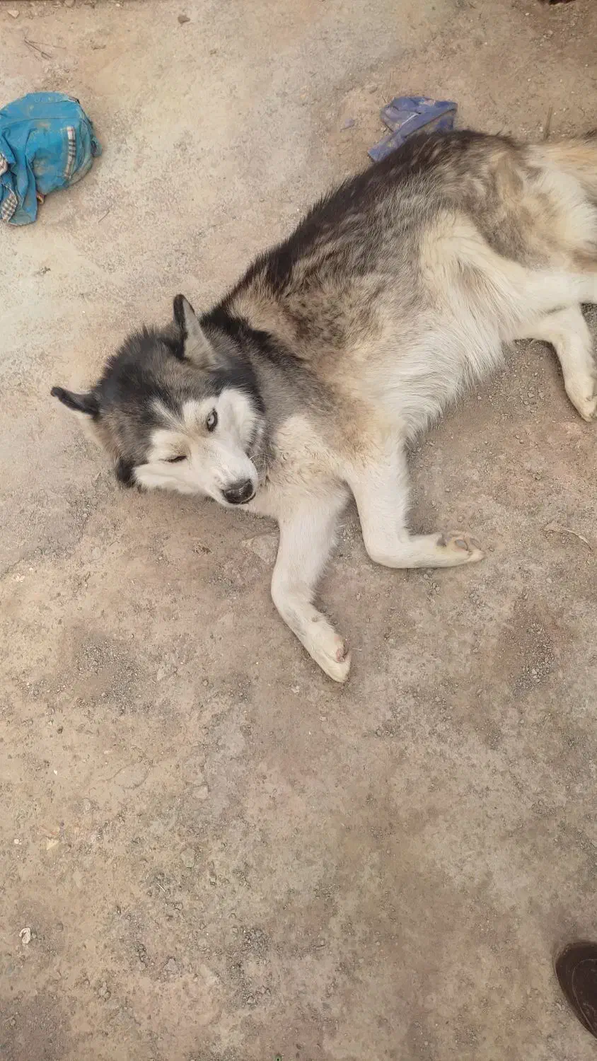 سگ فروشی|سگ|سقز, |دیوار