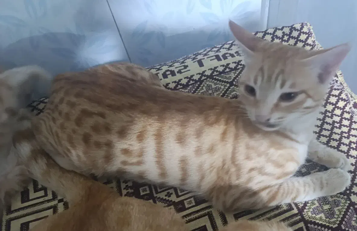 گربه واگذاری|گربه|اردبیل, |دیوار