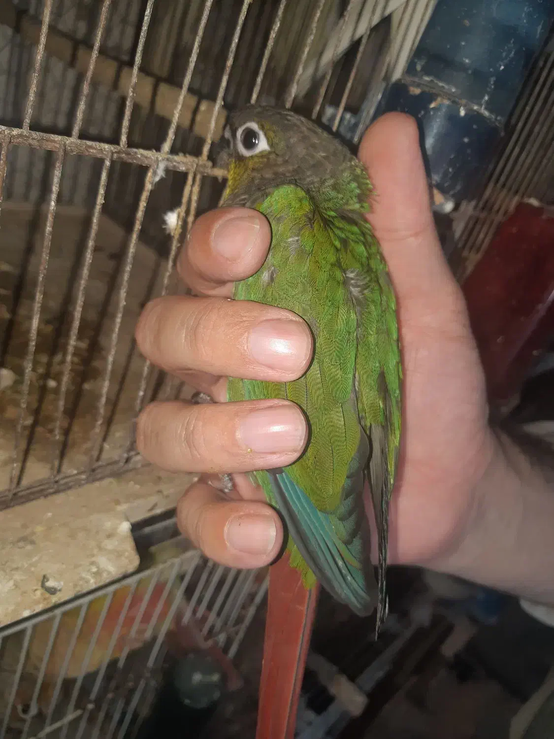 گرینچیک نر با تست فقط ۲۸۰۰|پرنده|بابل, |دیوار